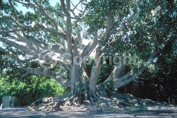 Unknown blooms; Evergreen; Broadleaf