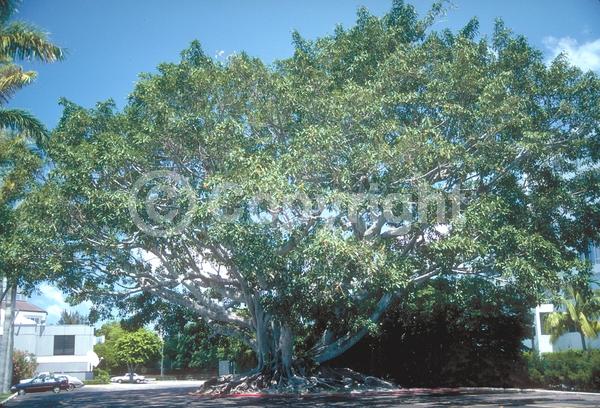 Unknown blooms; Evergreen; Broadleaf