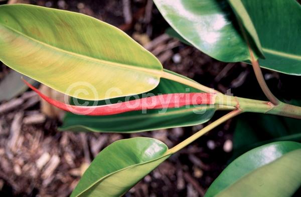 Evergreen; Broadleaf