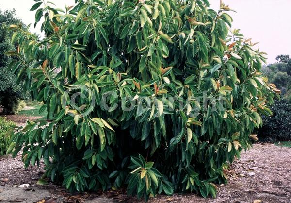 Evergreen; Broadleaf