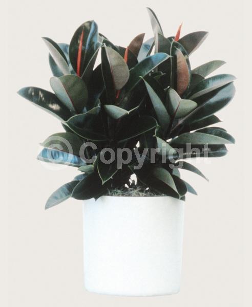 Evergreen; Broadleaf