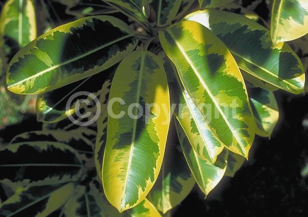 Unknown blooms; Evergreen; Broadleaf