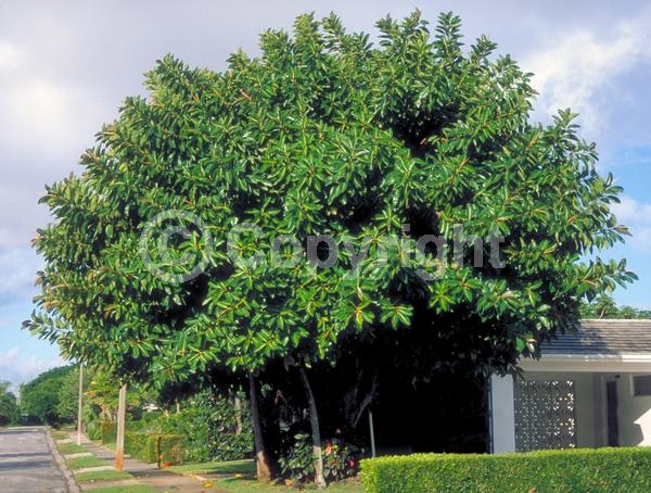 Unknown blooms; Evergreen; Broadleaf