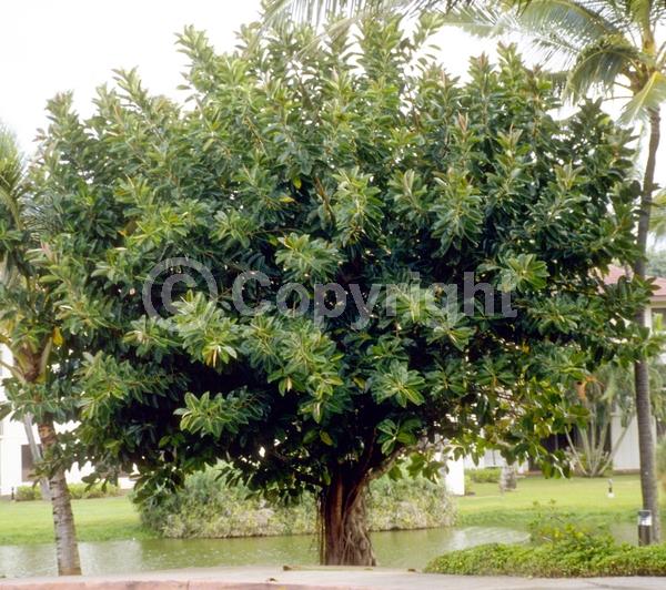 Unknown blooms; Evergreen; Broadleaf
