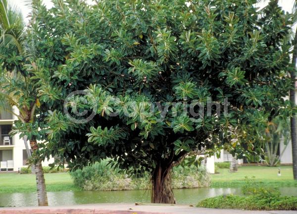 Unknown blooms; Evergreen; Broadleaf