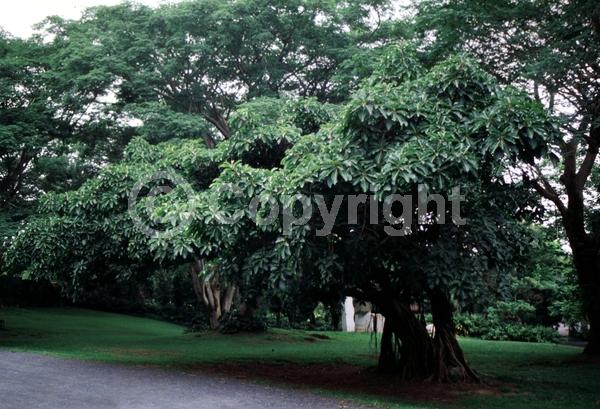 Unknown blooms; Evergreen; Broadleaf