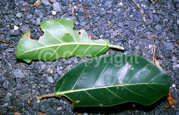 Unknown blooms; Evergreen; Broadleaf