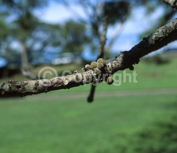 Unknown blooms; Evergreen; Broadleaf