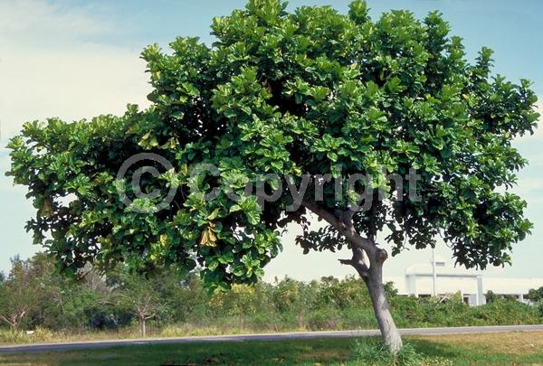 Unknown blooms; Evergreen; Broadleaf