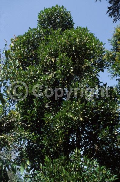 Unknown blooms; Evergreen; Broadleaf