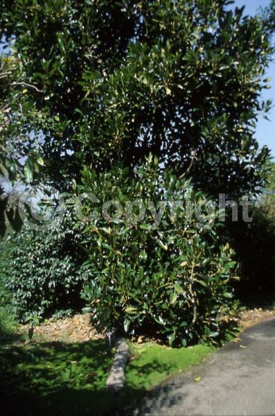 Unknown blooms; Evergreen; Broadleaf