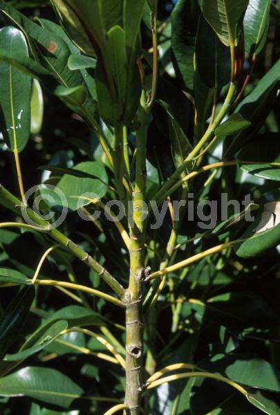 Unknown blooms; Evergreen; Broadleaf