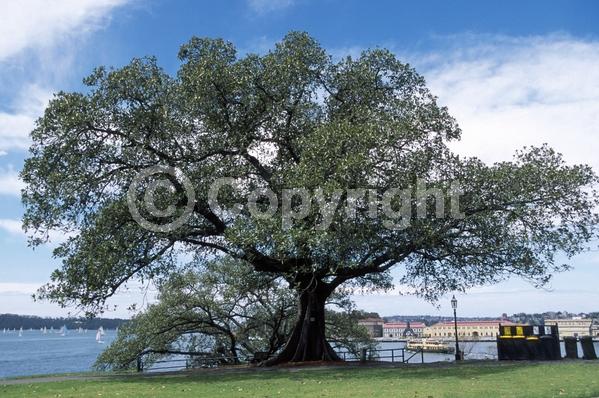 Unknown blooms; Evergreen; Broadleaf