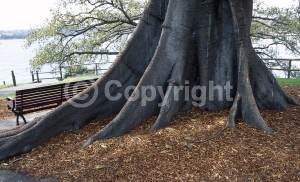 Unknown blooms; Evergreen; Broadleaf