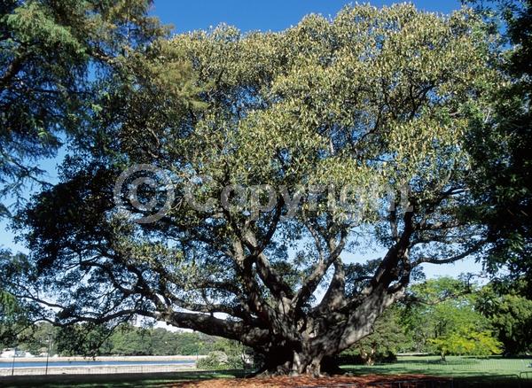 Unknown blooms; Evergreen; Broadleaf