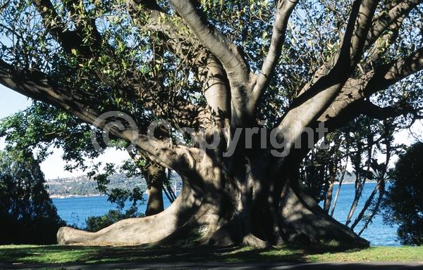 Unknown blooms; Evergreen; Broadleaf