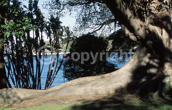 Unknown blooms; Evergreen; Broadleaf
