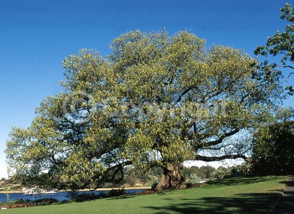 Unknown blooms; Evergreen; Broadleaf