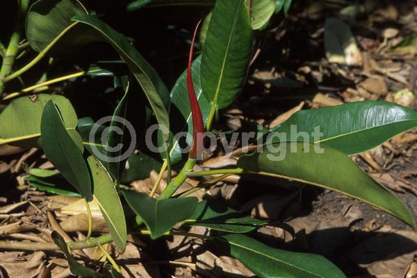 Unknown blooms; Evergreen; Broadleaf