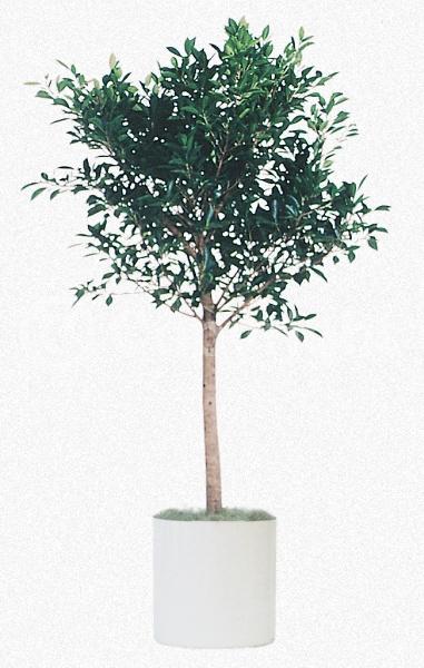 Evergreen; Broadleaf