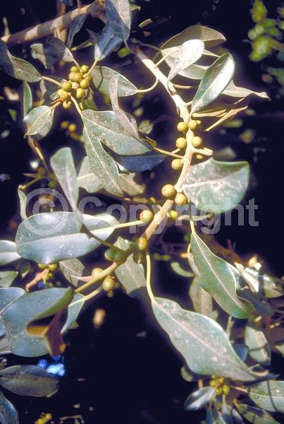 Unknown blooms; Evergreen; Needles or needle-like leaf