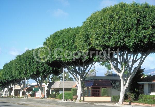 Unknown blooms; Evergreen; Needles or needle-like leaf