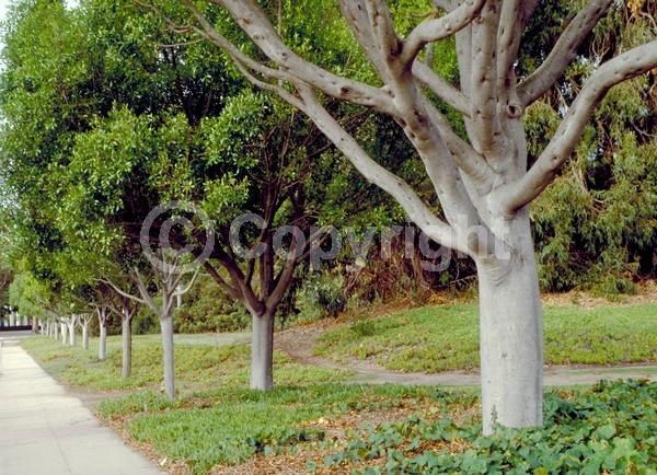 Unknown blooms; Evergreen; Needles or needle-like leaf
