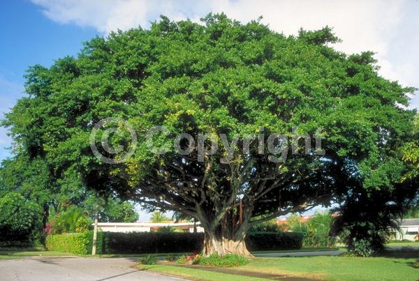 Unknown blooms; Evergreen; Needles or needle-like leaf