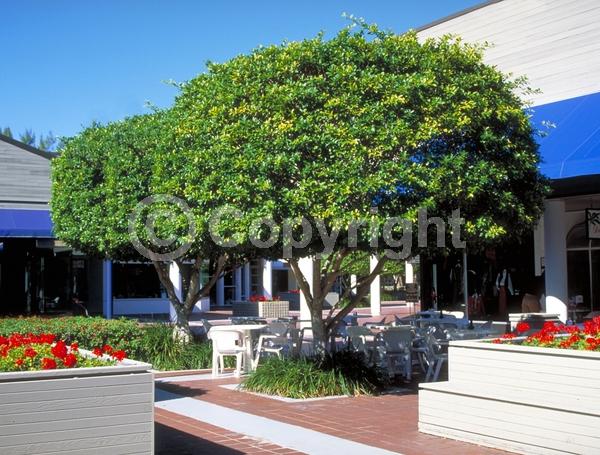 Unknown blooms; Evergreen; Needles or needle-like leaf