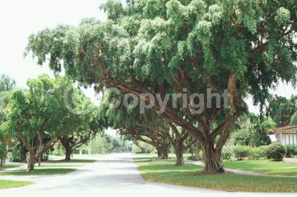 Unknown blooms; Evergreen; Needles or needle-like leaf