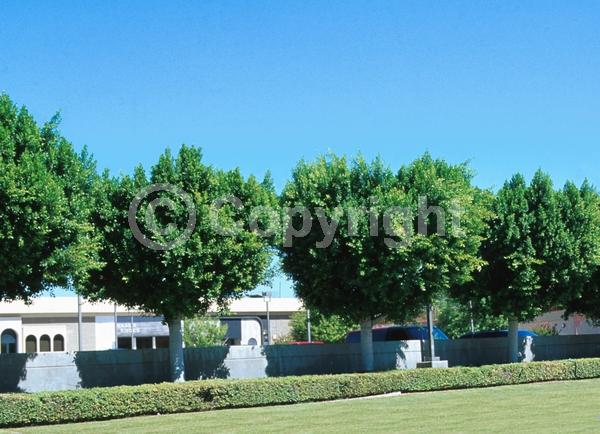 Unknown blooms; Evergreen; Needles or needle-like leaf