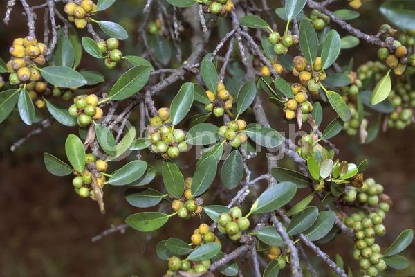Unknown blooms; Evergreen; Needles or needle-like leaf