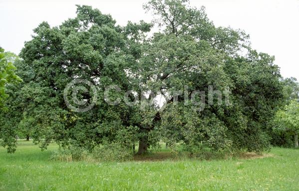 Unknown blooms; Evergreen; Needles or needle-like leaf