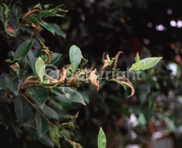 Unknown blooms; Evergreen; Needles or needle-like leaf