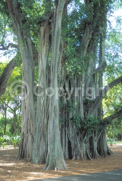 Unknown blooms; Evergreen; Needles or needle-like leaf