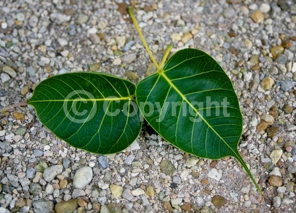 Unknown blooms; Evergreen