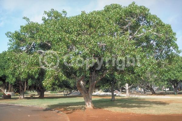 Unknown blooms; Evergreen