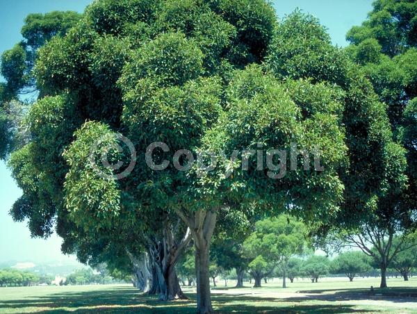 Unknown blooms; Evergreen; Broadleaf