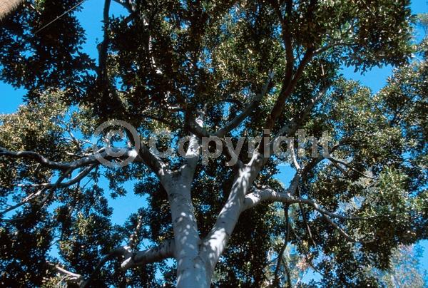 Unknown blooms; Evergreen; Broadleaf
