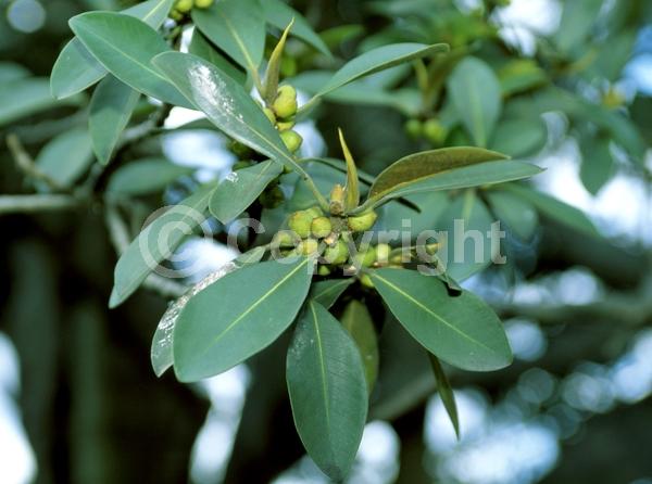 Unknown blooms; Evergreen; Broadleaf