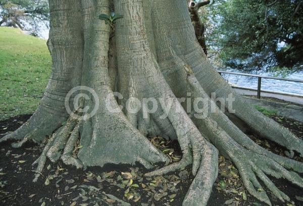 Unknown blooms; Evergreen; Broadleaf