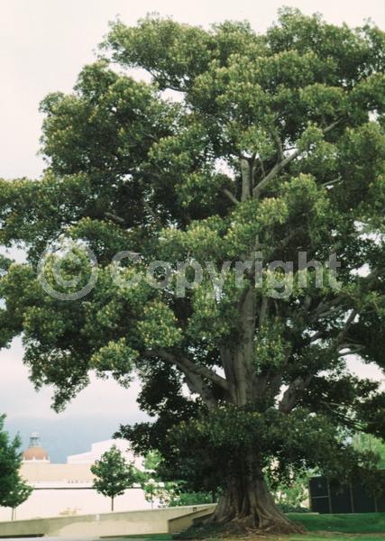 Unknown blooms; Evergreen; Broadleaf