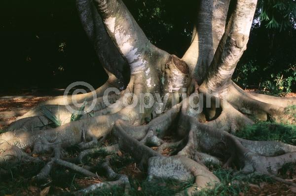 Unknown blooms; Evergreen; Broadleaf