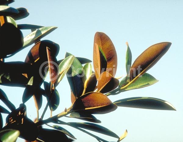 Unknown blooms; Evergreen; Broadleaf