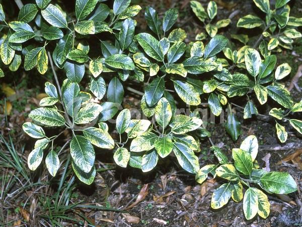 Unknown blooms; Evergreen; Broadleaf