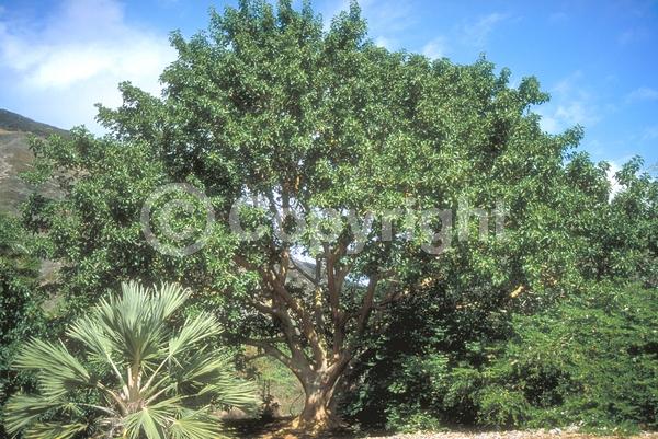 Unknown blooms; Evergreen; Broadleaf