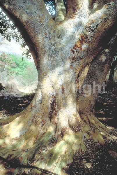 Unknown blooms; Evergreen; Broadleaf
