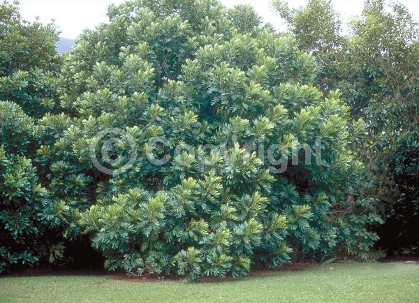 Evergreen; Needles or needle-like leaf