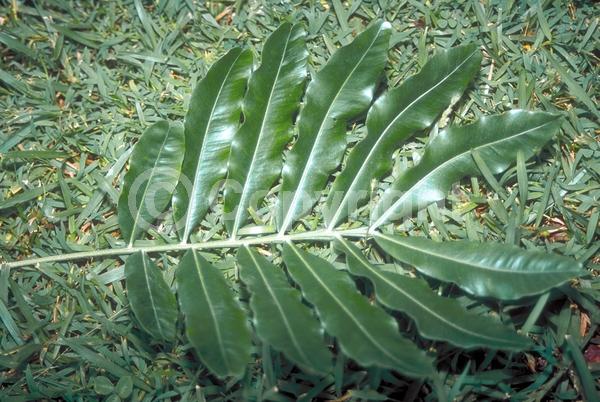 Evergreen; Needles or needle-like leaf