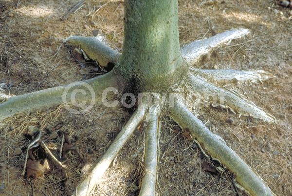 Yellow blooms; White blooms; Deciduous; Broadleaf
